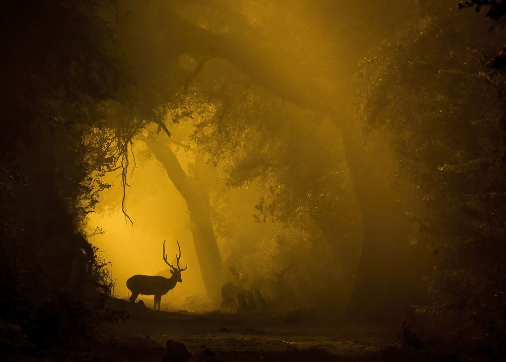 Photograph by Sudhanshu Tiwari