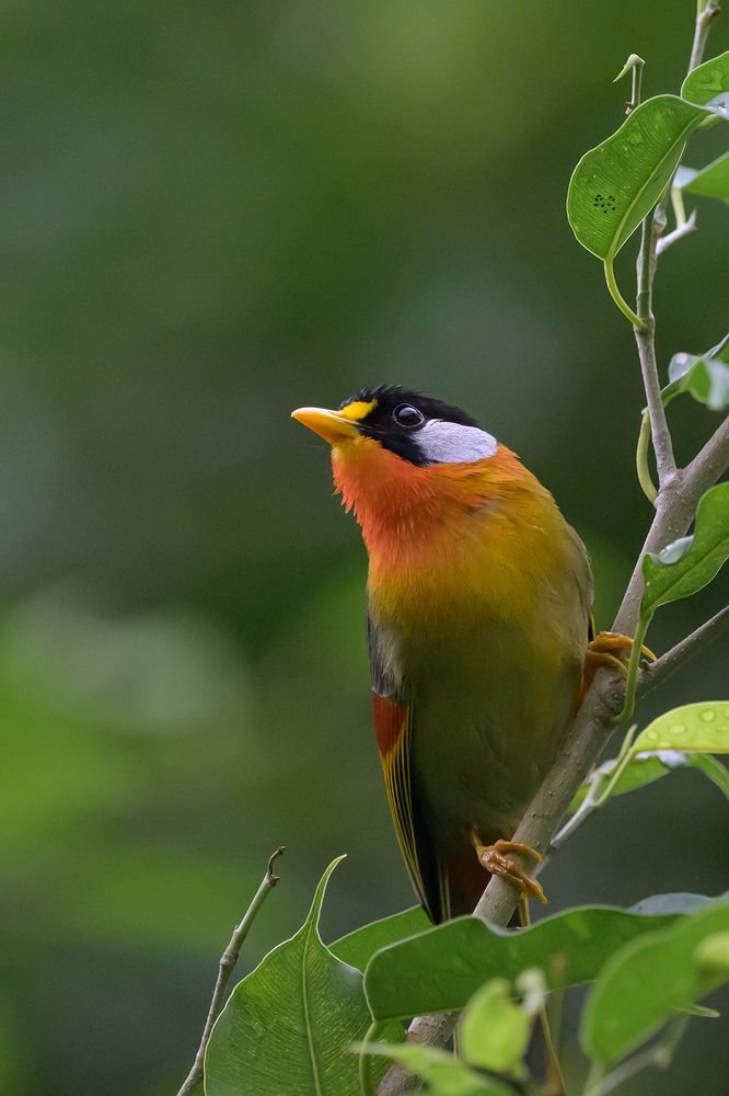 Photograph by Benny Chan