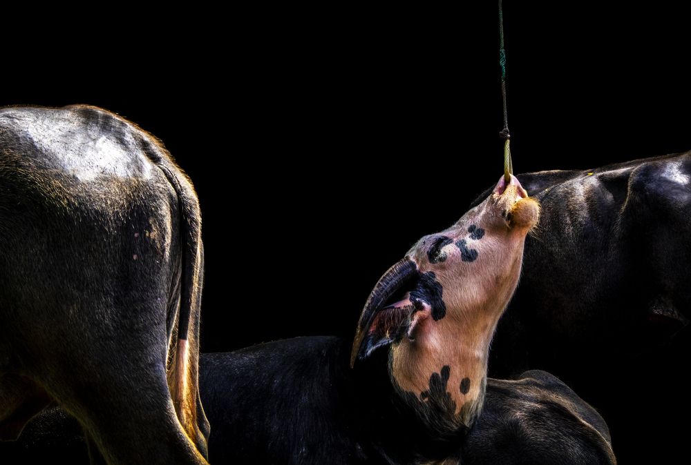 Photograph by Naufal Akbar