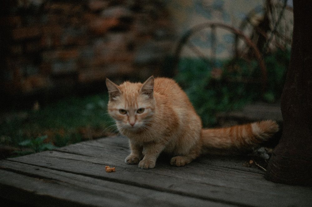 Photograph by Anna Mitichkina