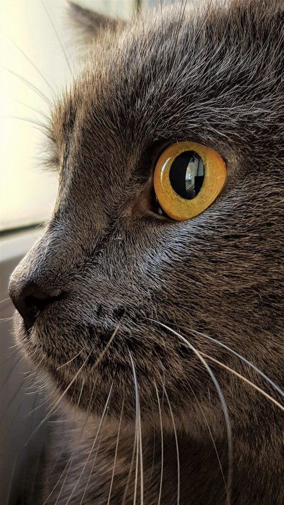 Фотография автора Максим Грибанов