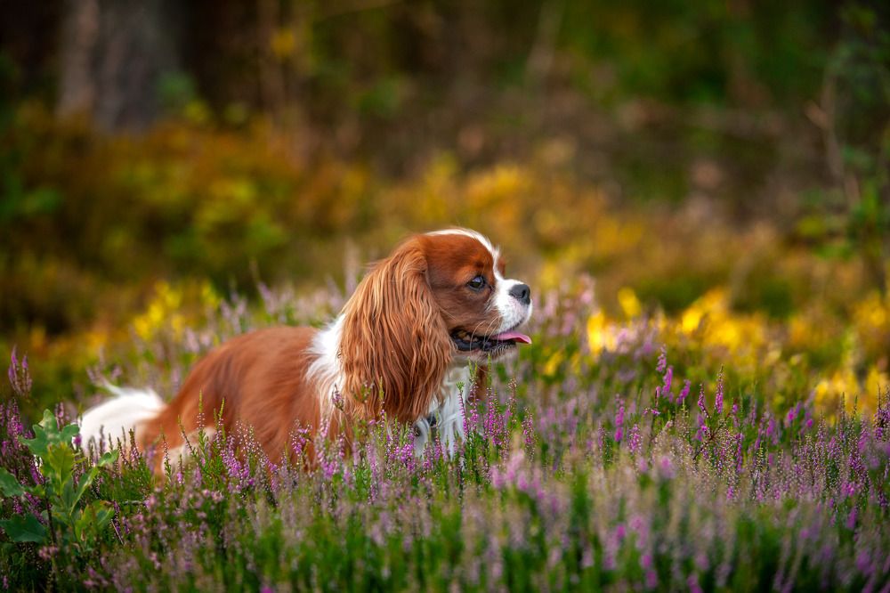 Photograph by Wiktor Kulesa