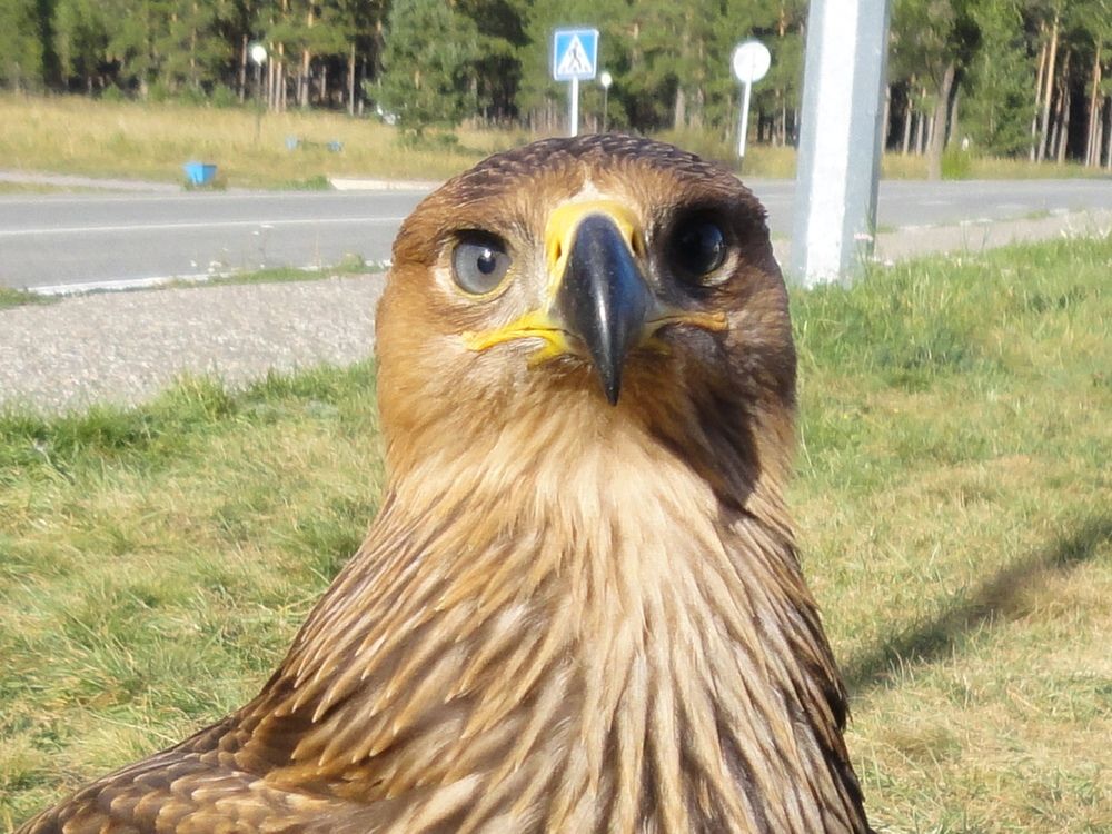 Photograph by Надежда