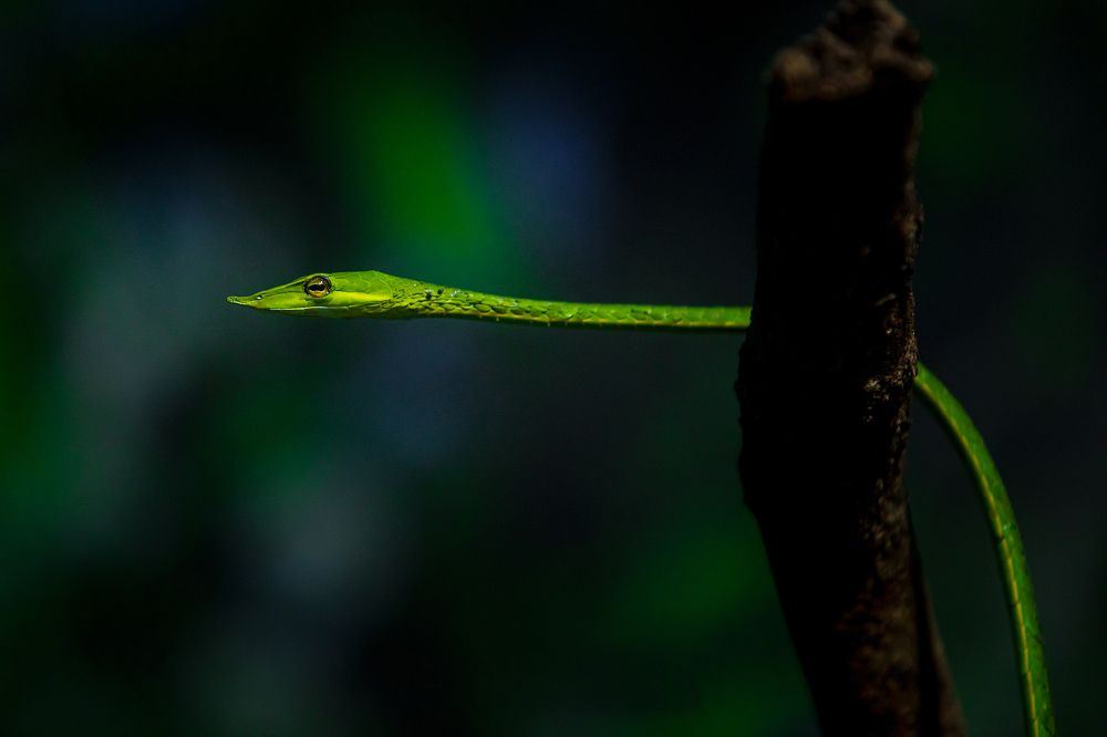 Фотография автора Navamani James