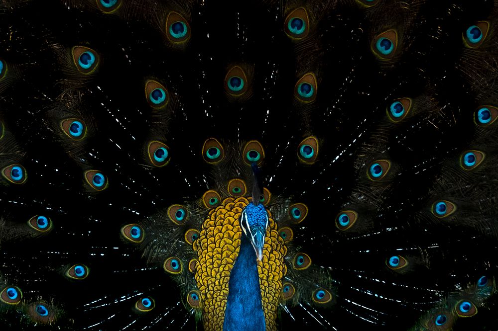 Фотография автора Sudipta Chakraborty