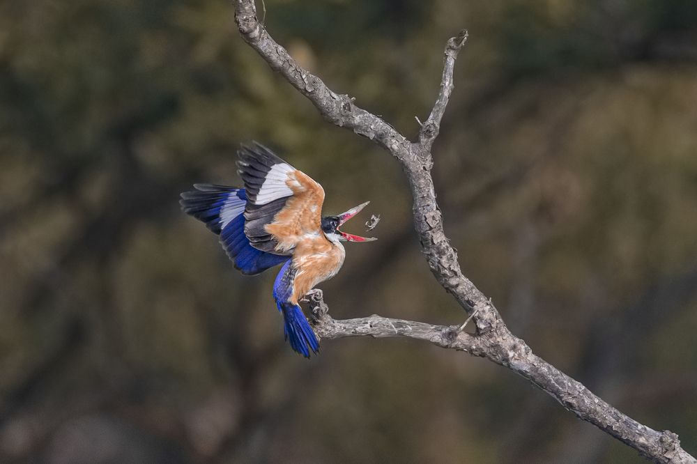 Фотография автора Sudipta Chakraborty