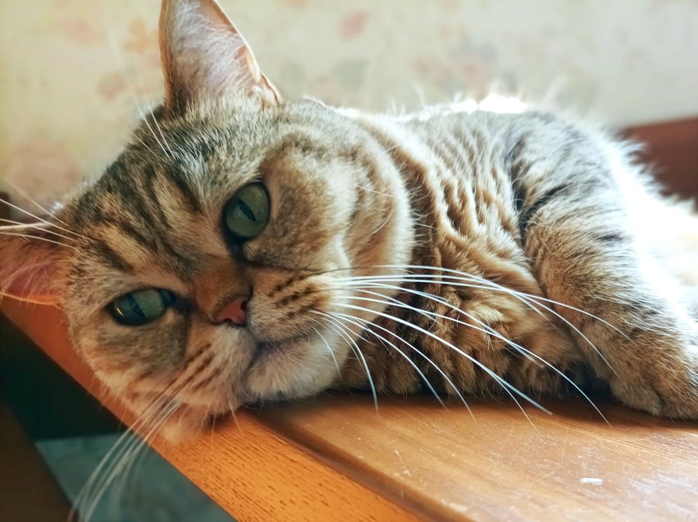 Photo #7681759