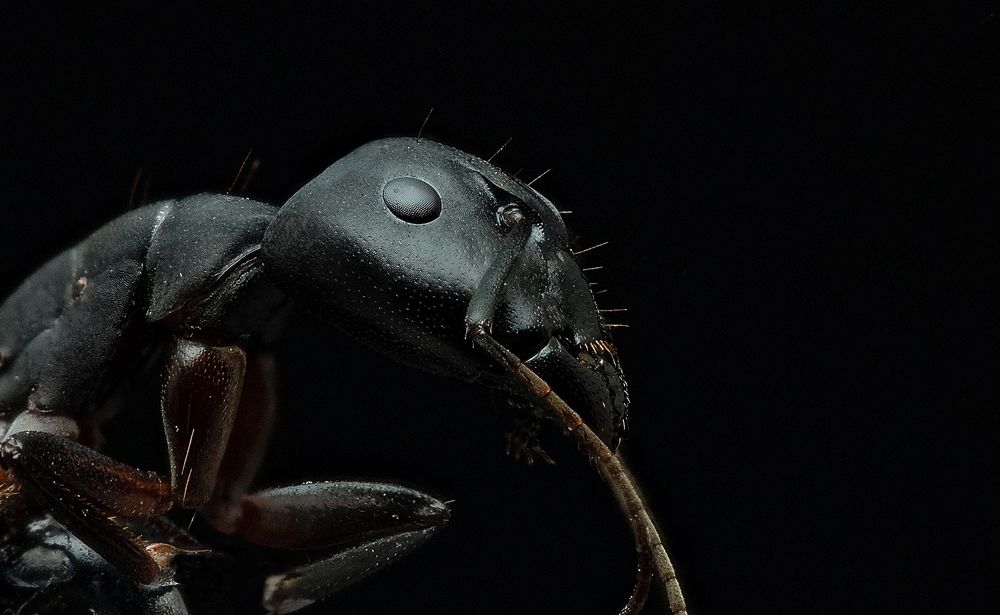 Фотография автора Navamani James