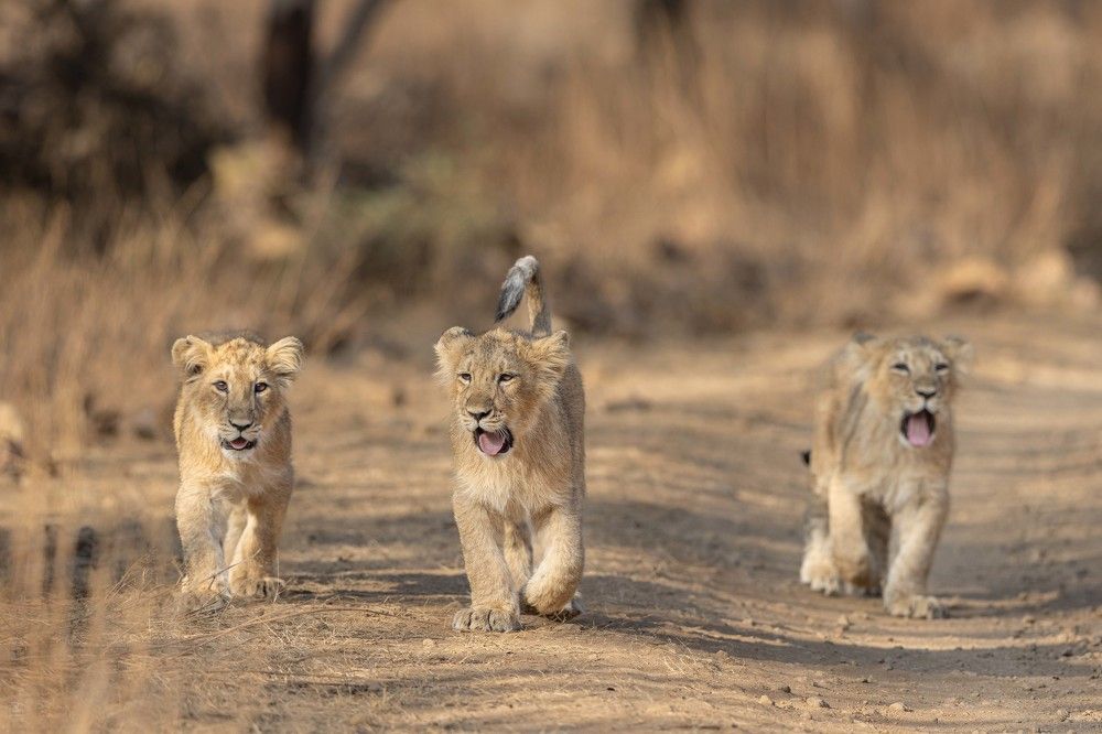 Photograph by Pinkesh Tanna