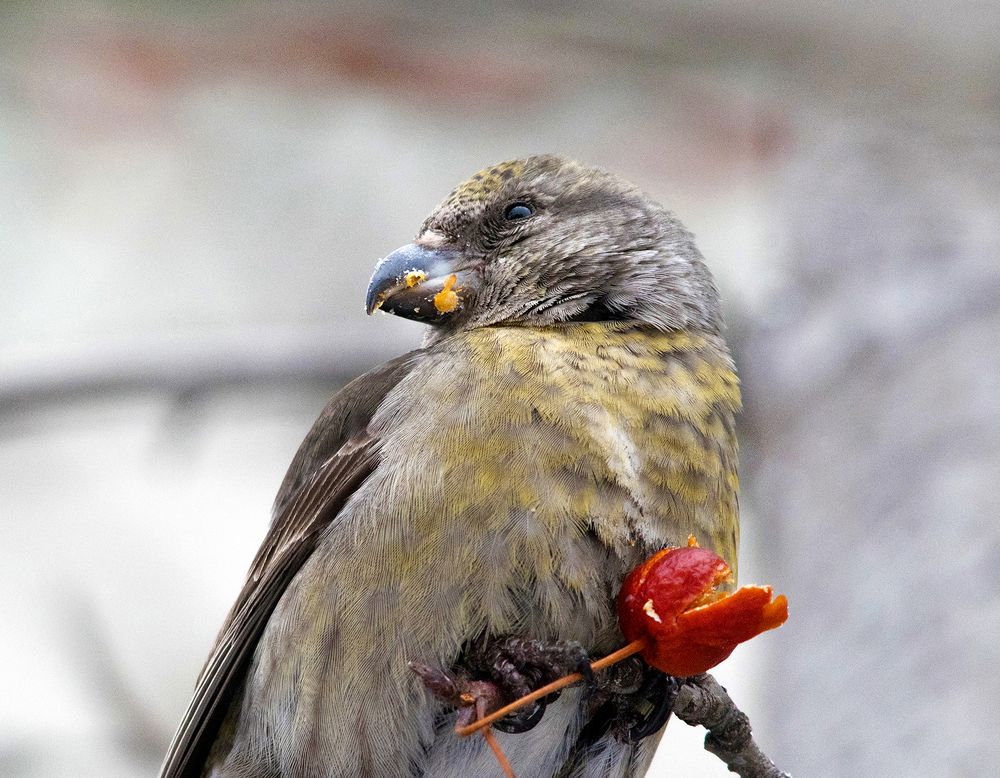 Клёст и ягодка
