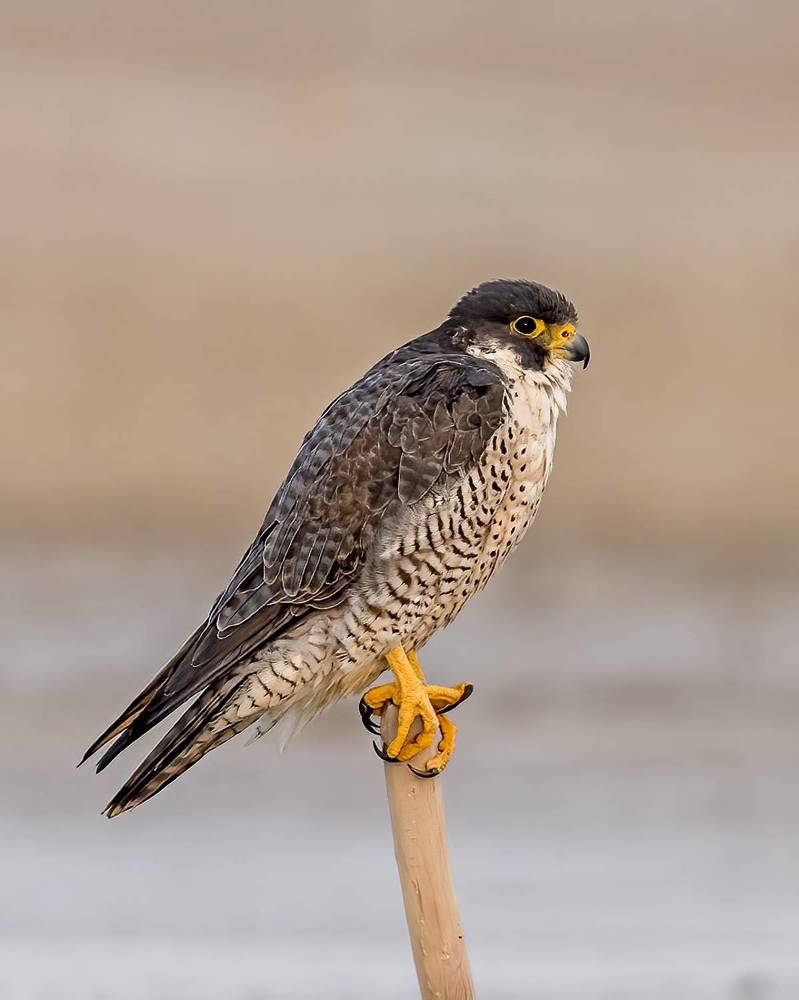 The Peregrine Falcon
