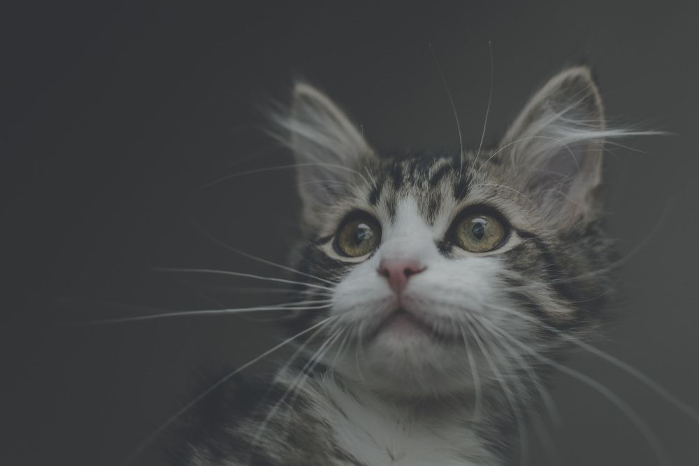 Фотография автора Людмила Куприянова