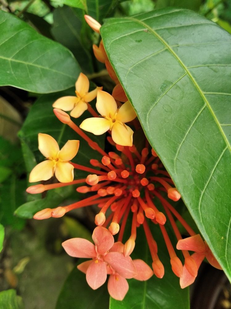 Photograph by Shyam Saha