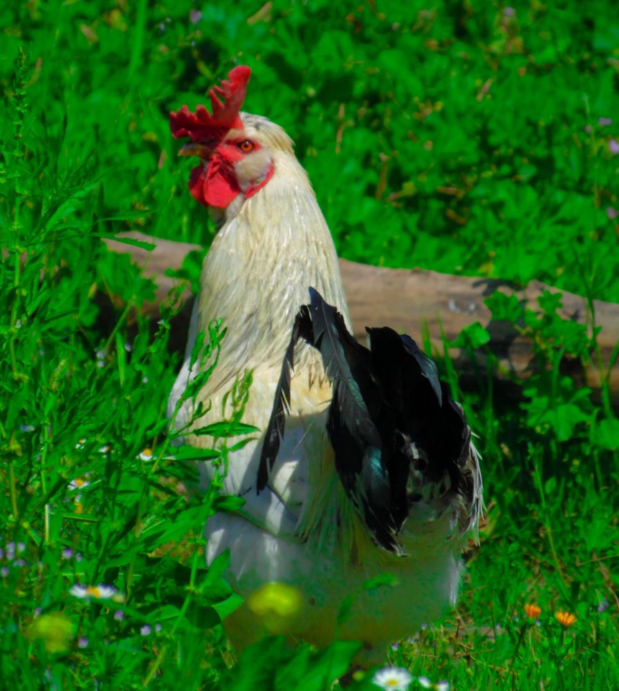 Photograph by Bahare Molmoli