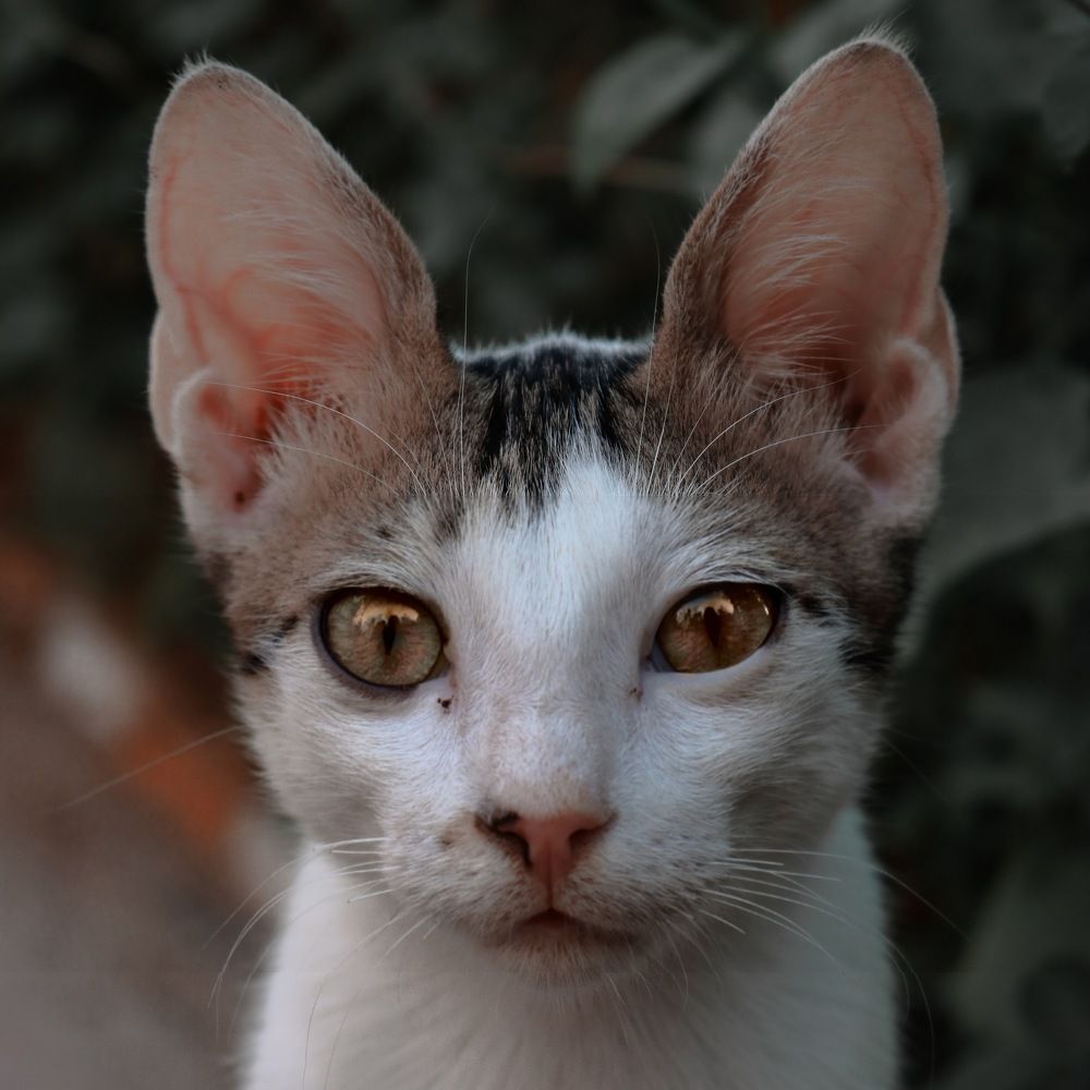 Photograph by Bahare Molmoli