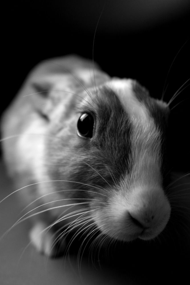 Photograph by Bahare Molmoli