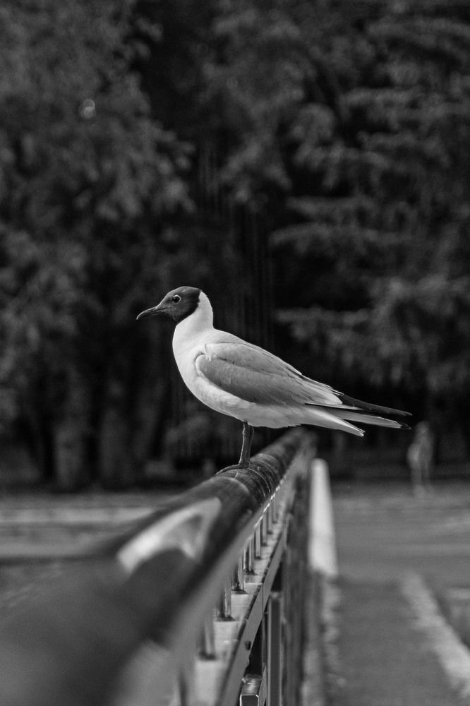 Photograph by Anna Borodina