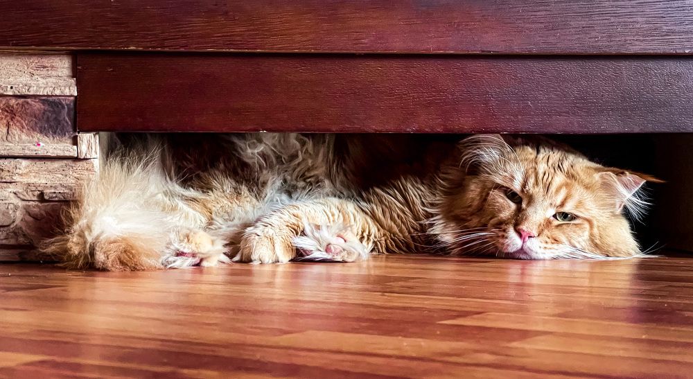 Фотография автора Евгений Кузнецов