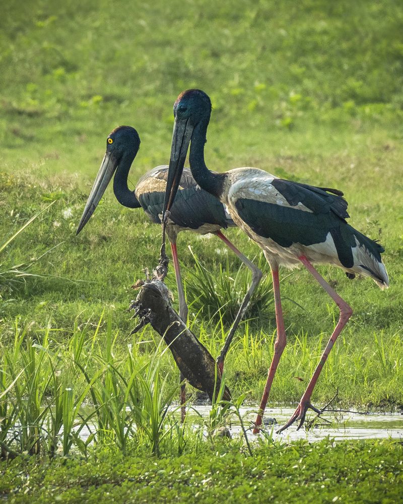 Photograph by Chandranath Chatterjee