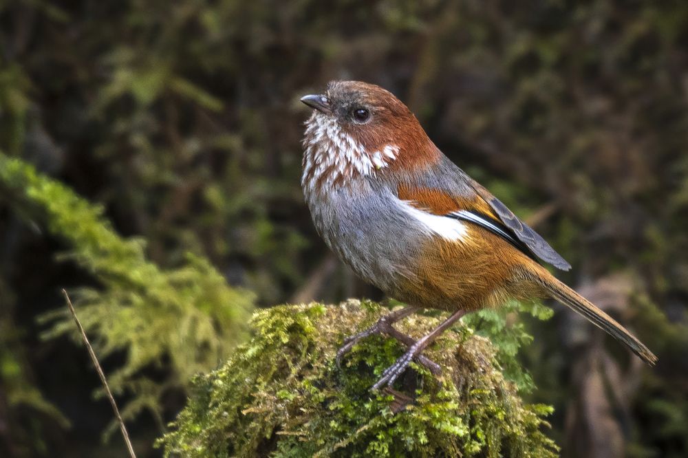 Photograph by Chandranath Chatterjee