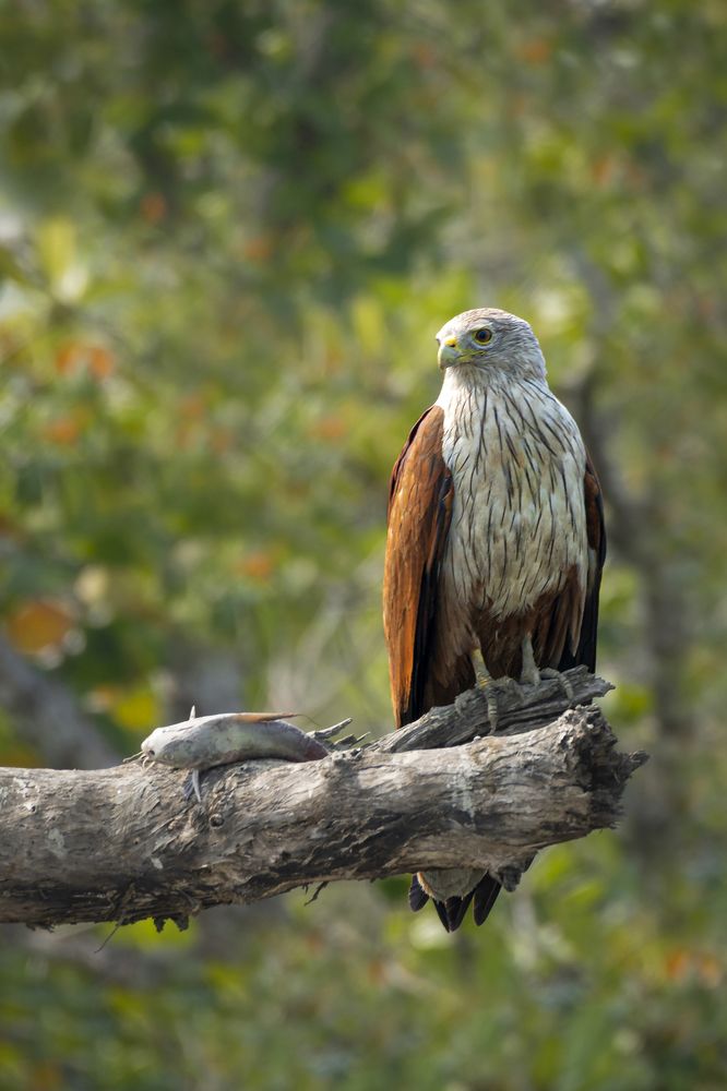 Photograph by Chandranath Chatterjee