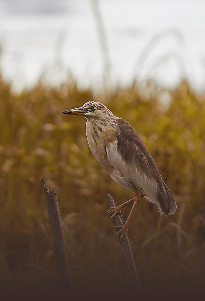 Photograph by dewa putra