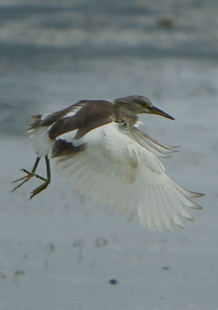 Photograph by dewa putra