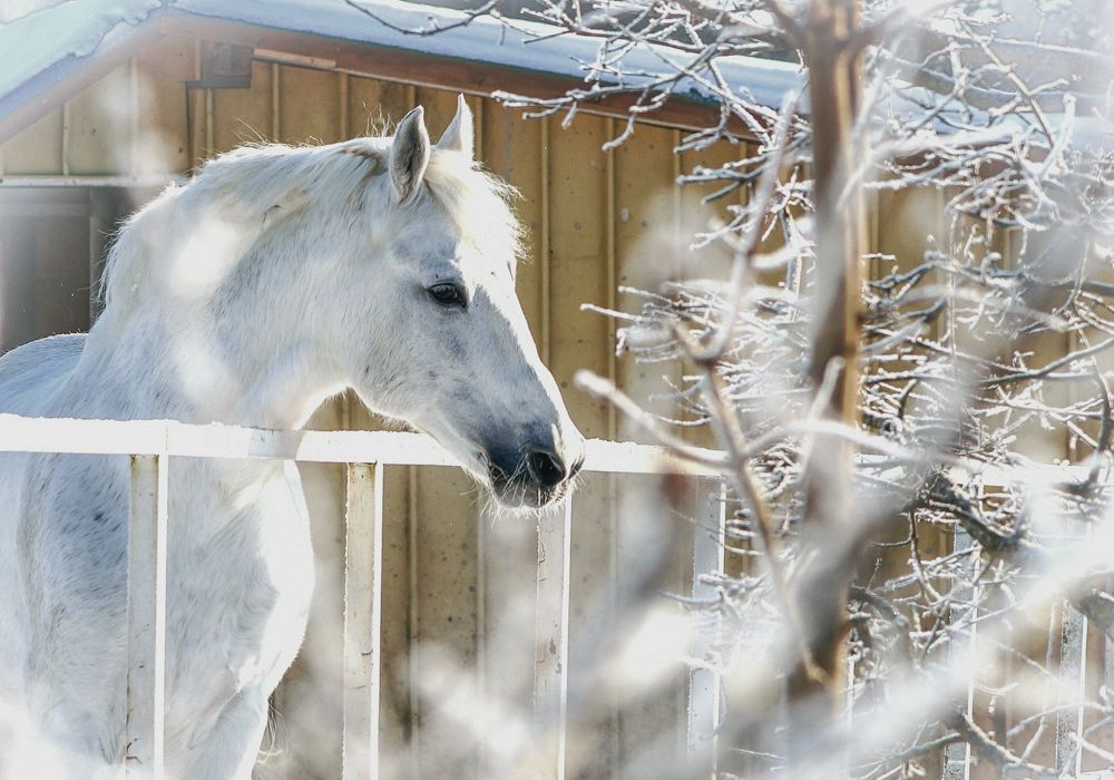 Photograph by Татьяна Шандромайло