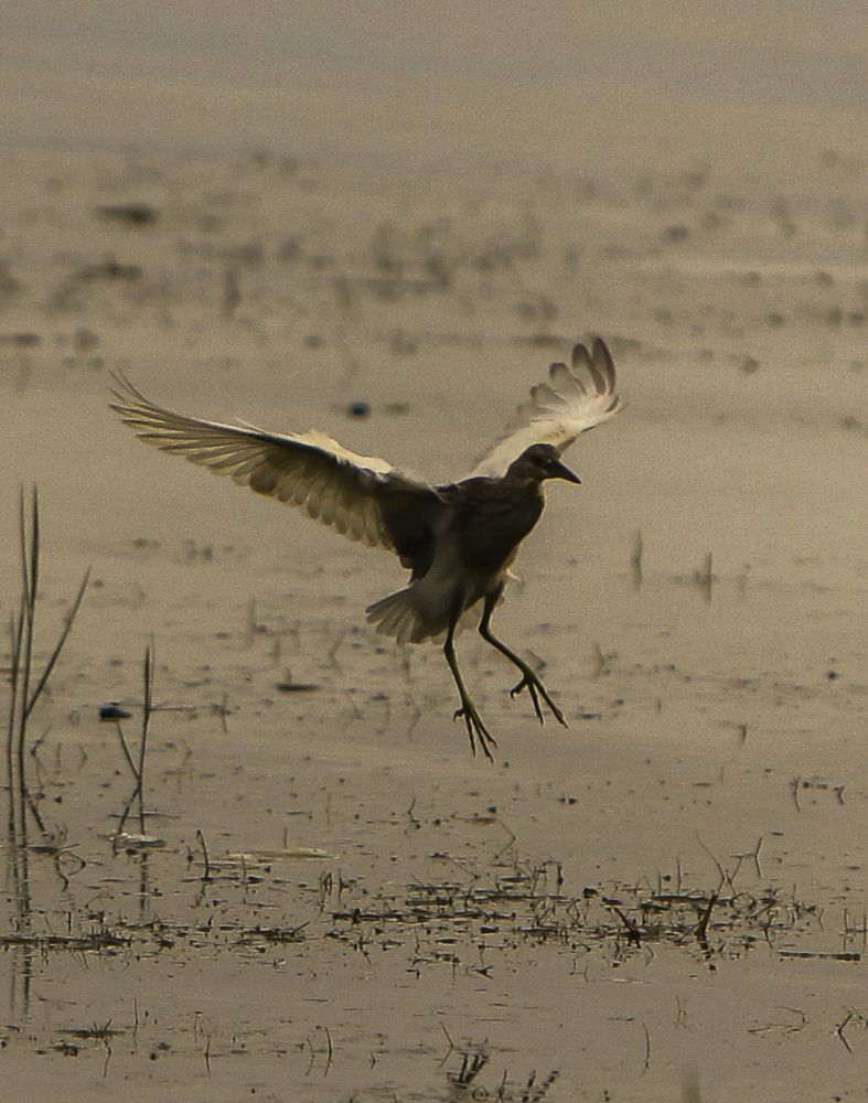 Photograph by dewa putra