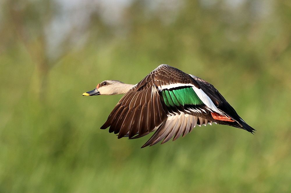 Photograph by Deepak MT