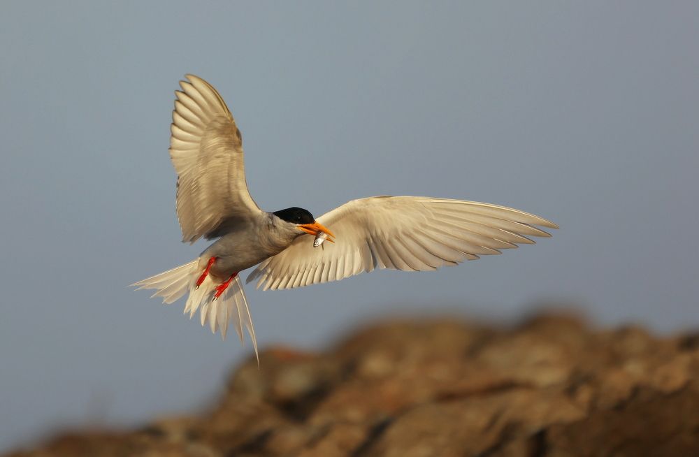 Photograph by Deepak MT