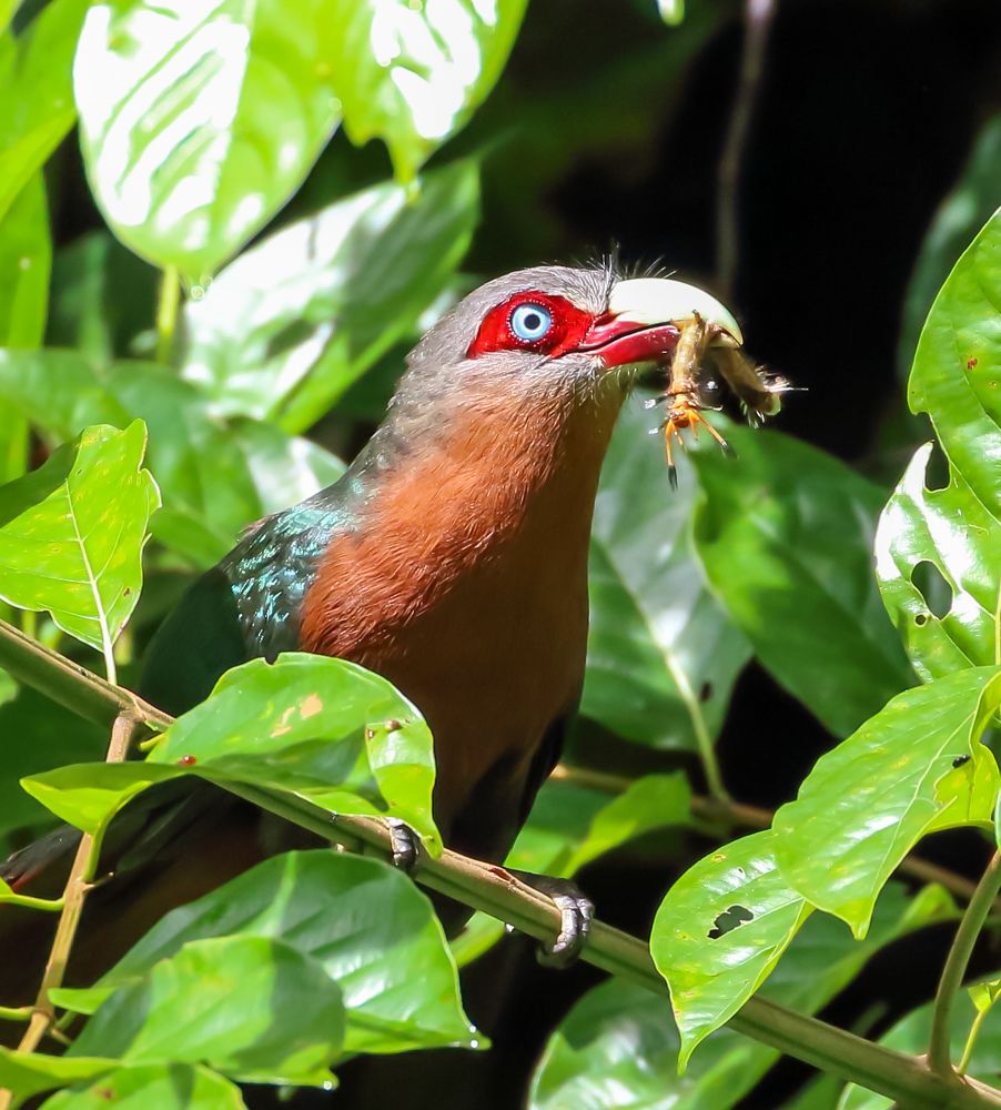 Photograph by Dr. Prasad Shetye