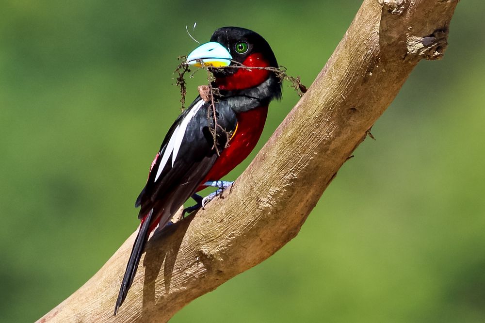 Photograph by Dr. Prasad Shetye