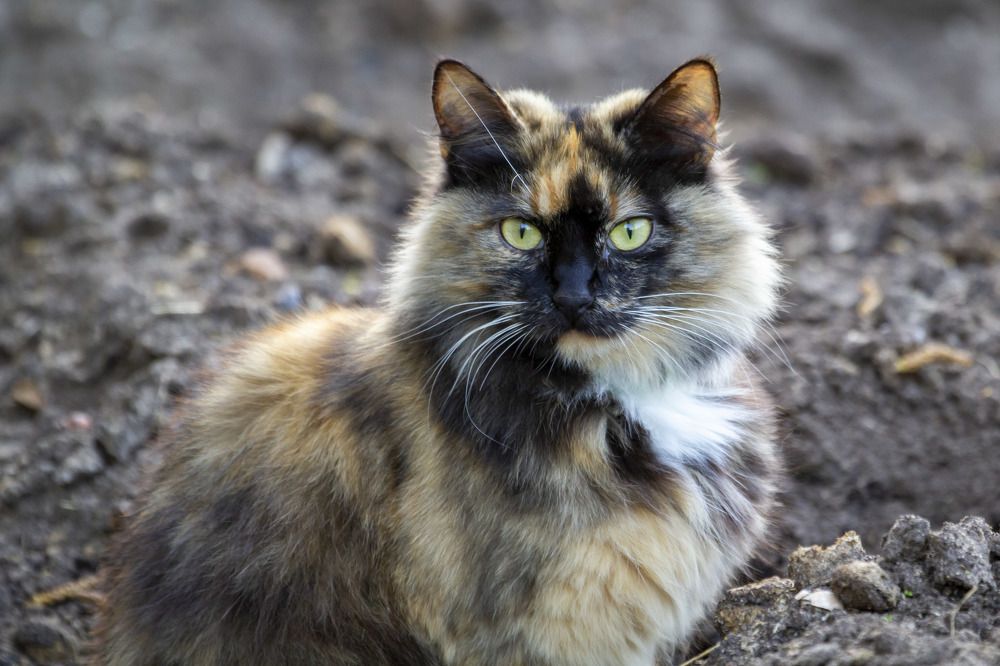 Photograph by Вячеслав Орос