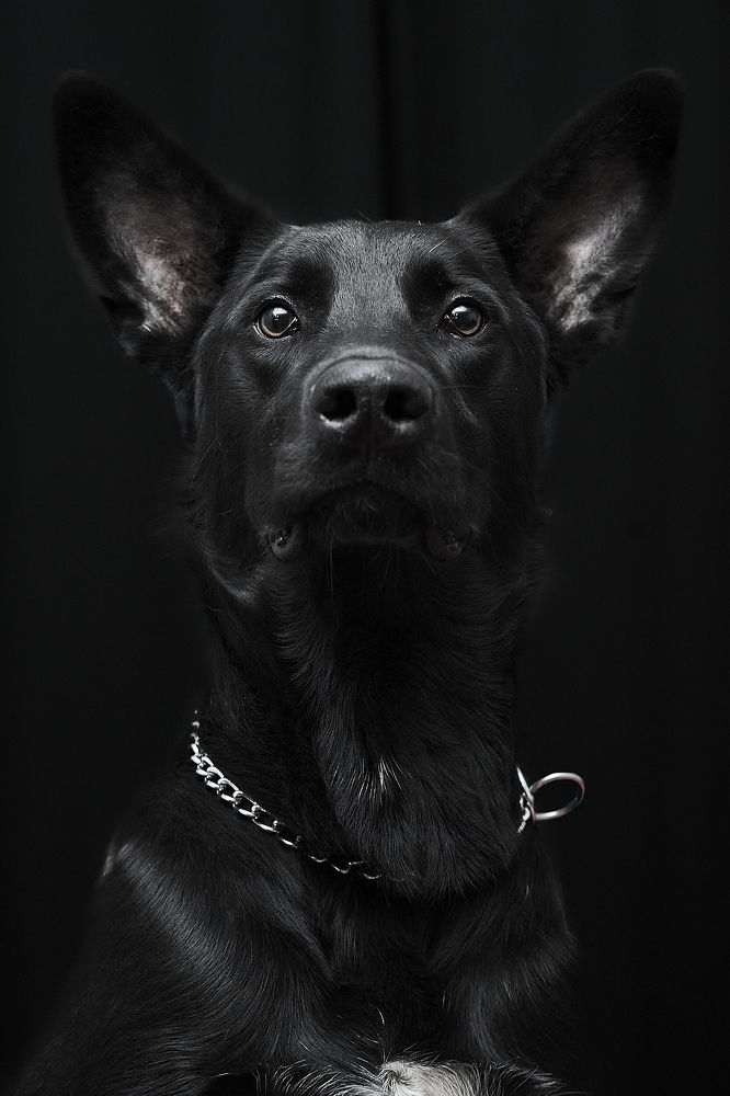 Jack - Dutch Shepherd