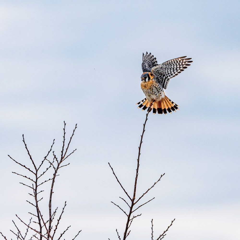 American Kestrel