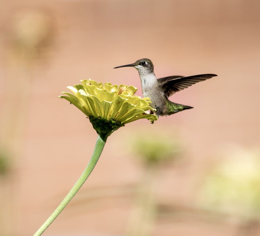 Ruby throated hummingbird resting