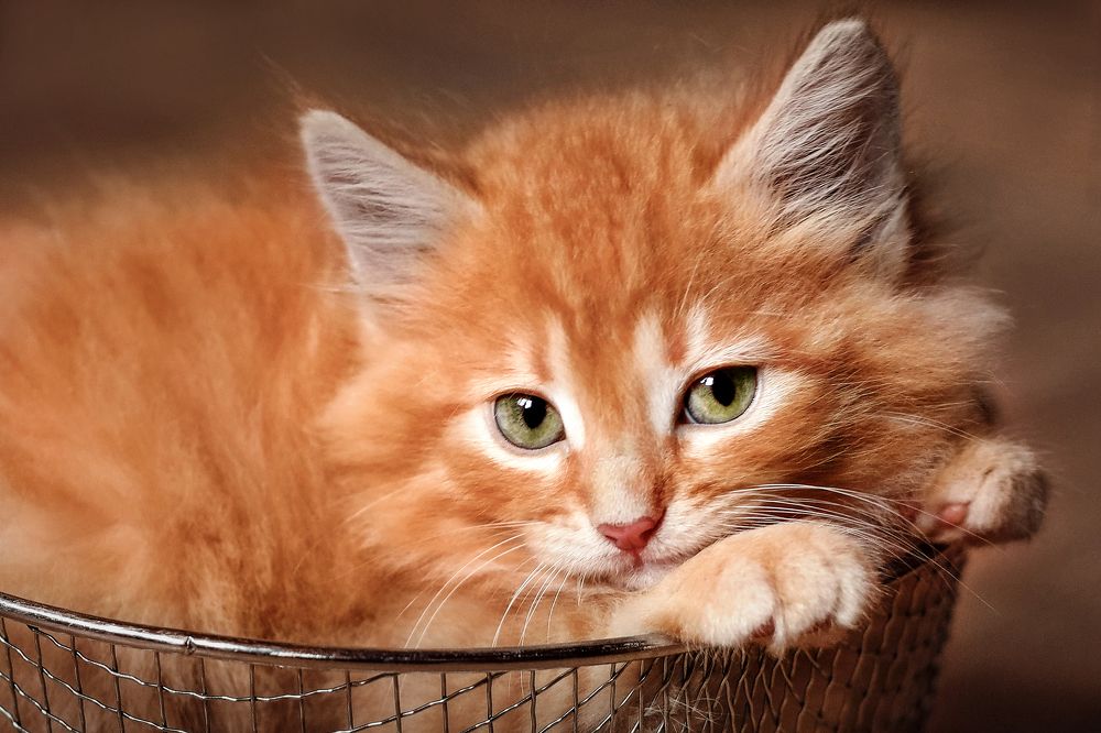 Photograph by Ольга Суторман