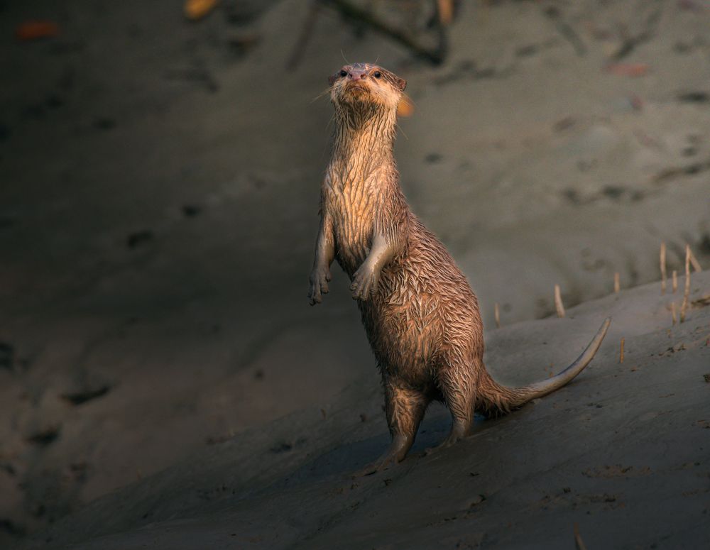 Photograph by Raj Amrit