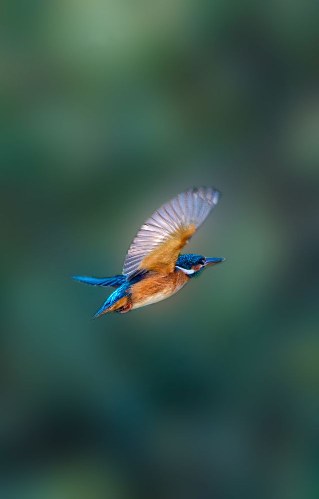 Фотография автора Sajeev Krishnan