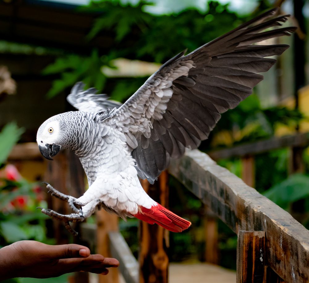 Sara (Grey parrot)