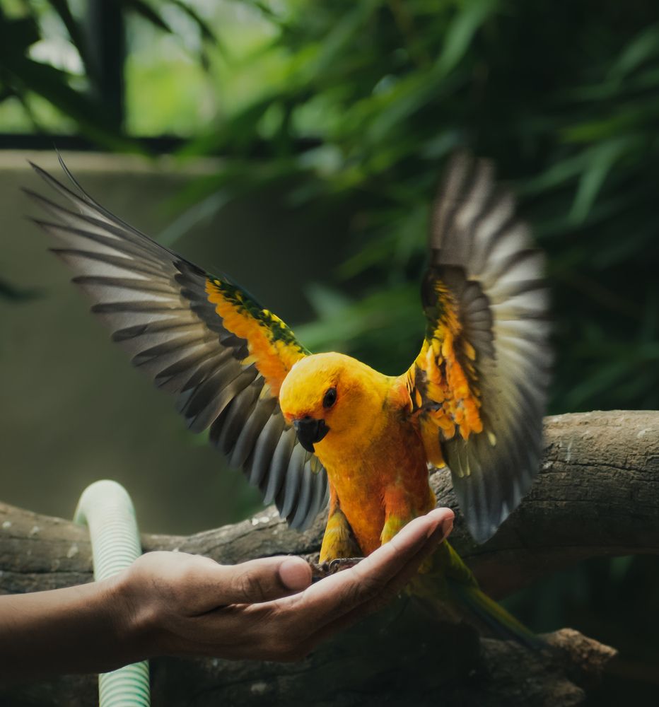 Coco (Sun conure)