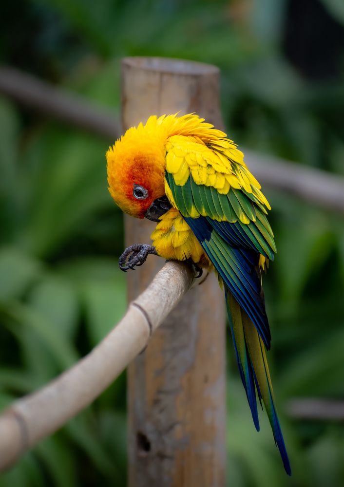 Coco (Sun conure)