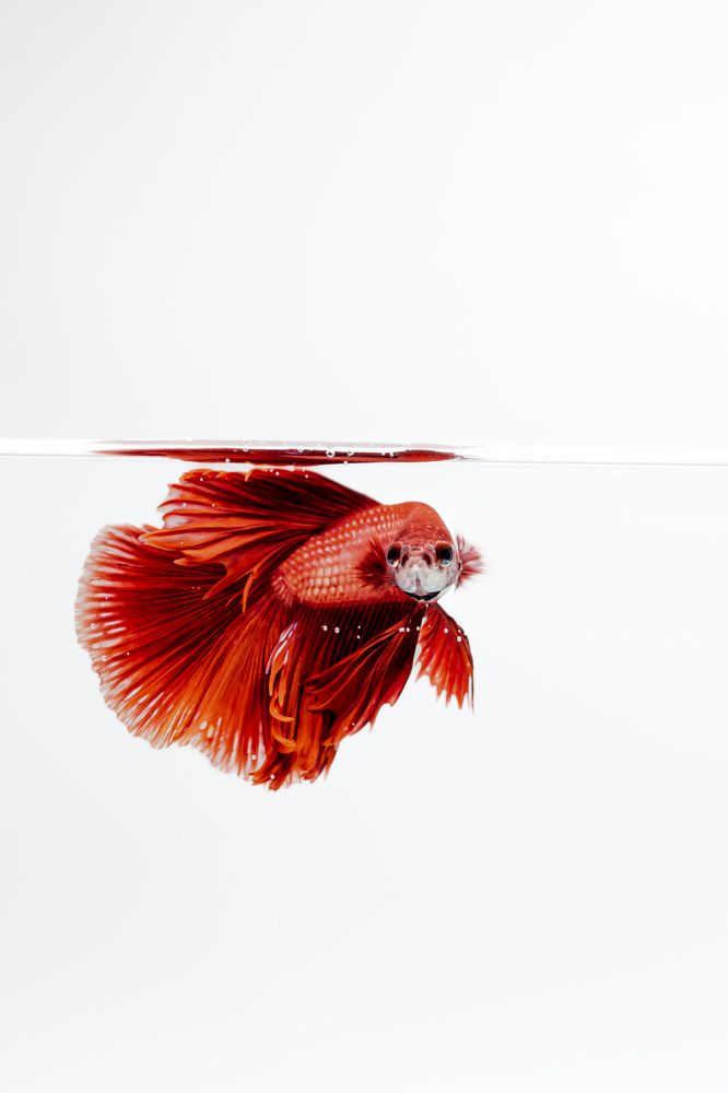 Chikku ( fighter fish)