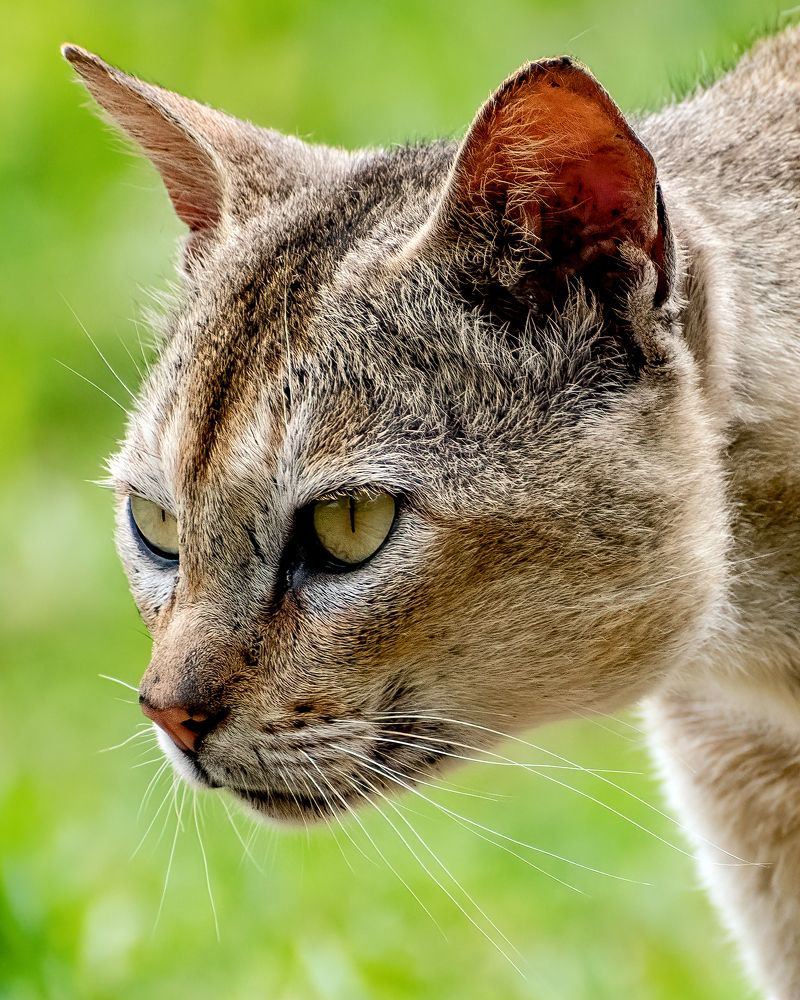 Photograph by Sourav Ganguli