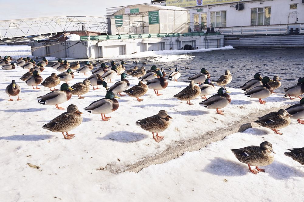 Photograph by Elena Starodvorskaya