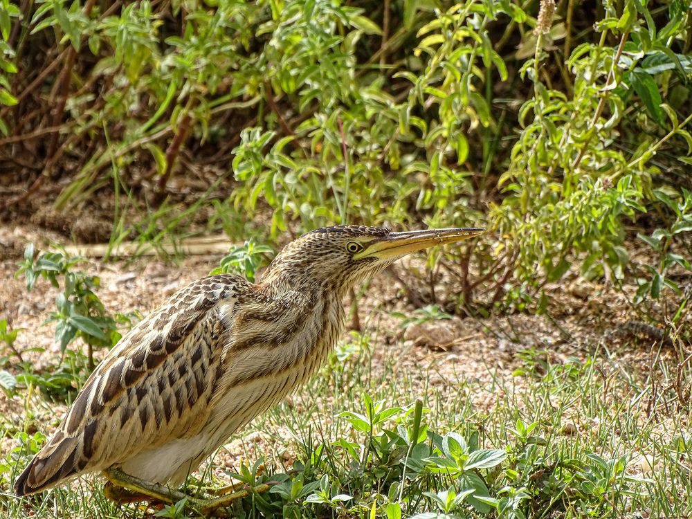 Photograph by HICHEM ZADI