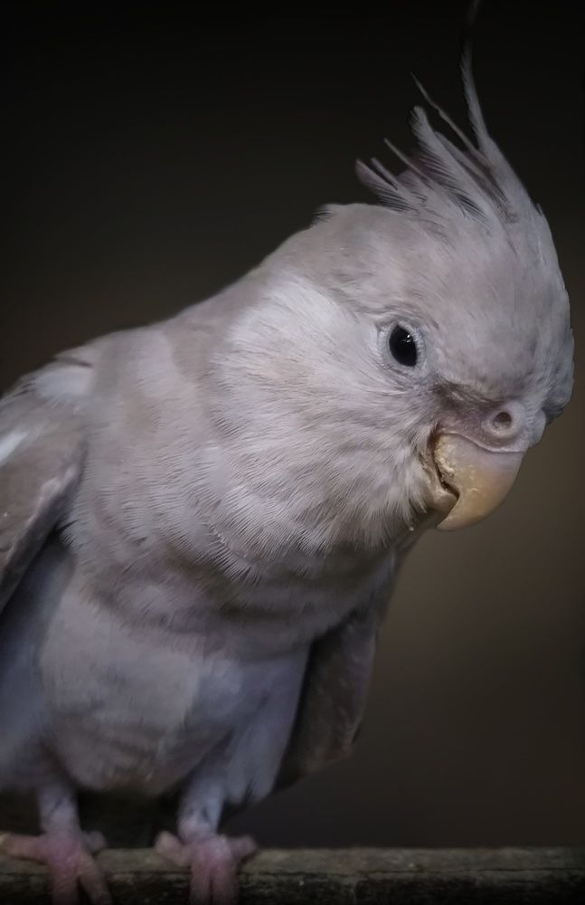 Photograph by B.Dhana sekaran