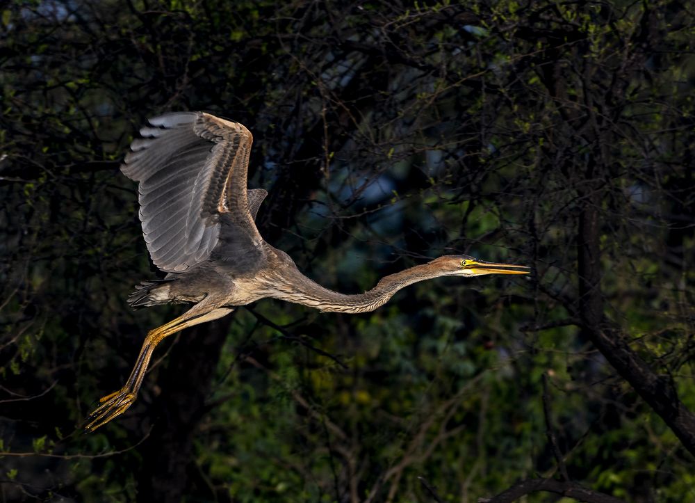 Фотография автора Hirak Mitra