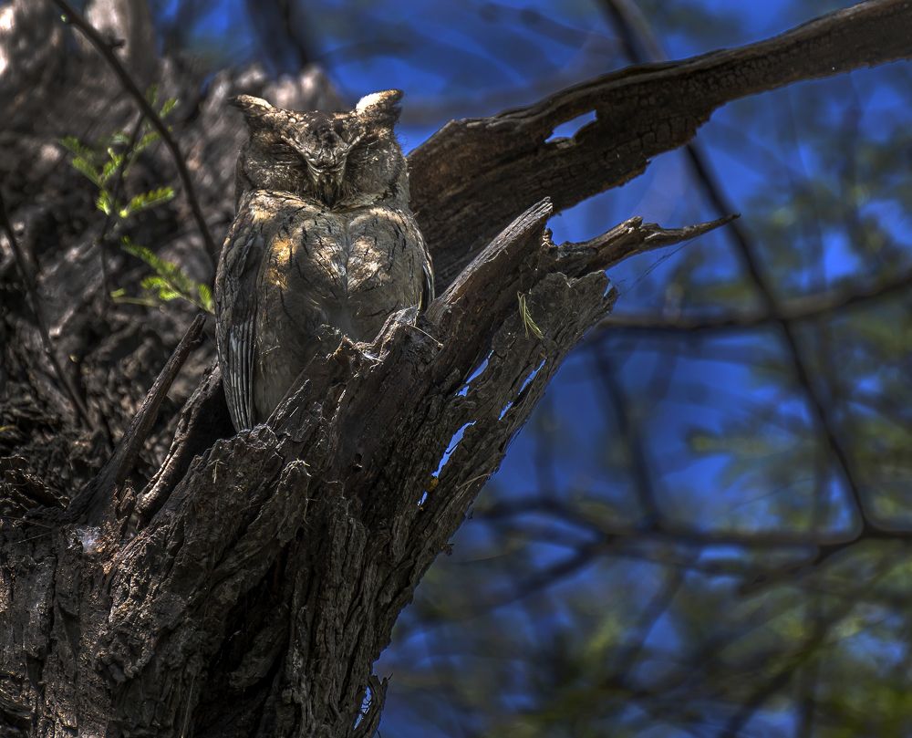 Фотография автора Hirak Mitra